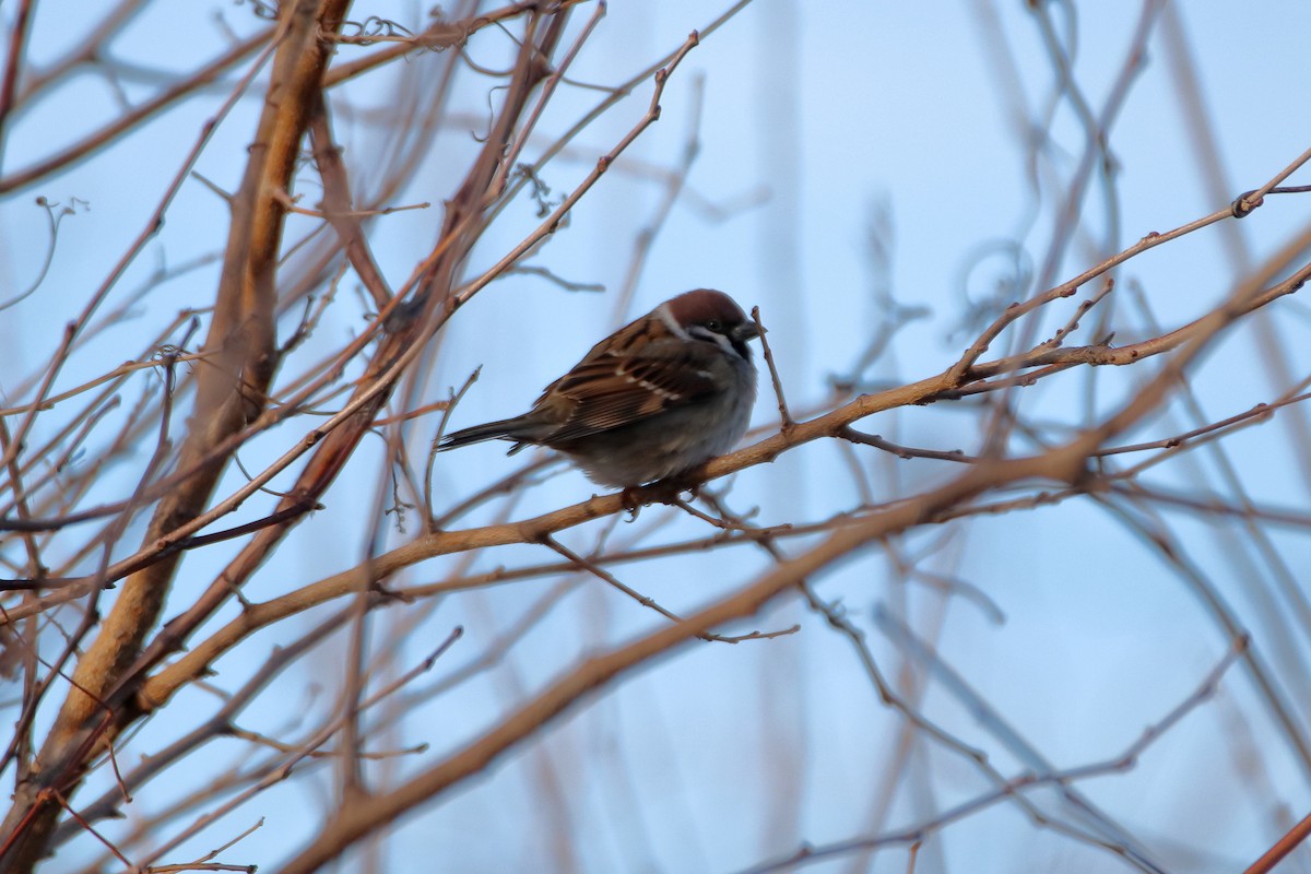 Ağaç Serçesi - ML644570541