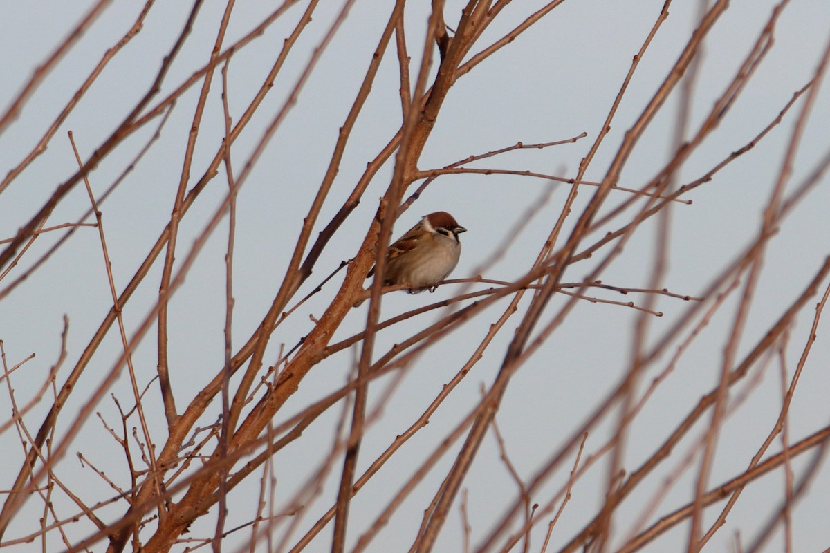 Ağaç Serçesi - ML644570542