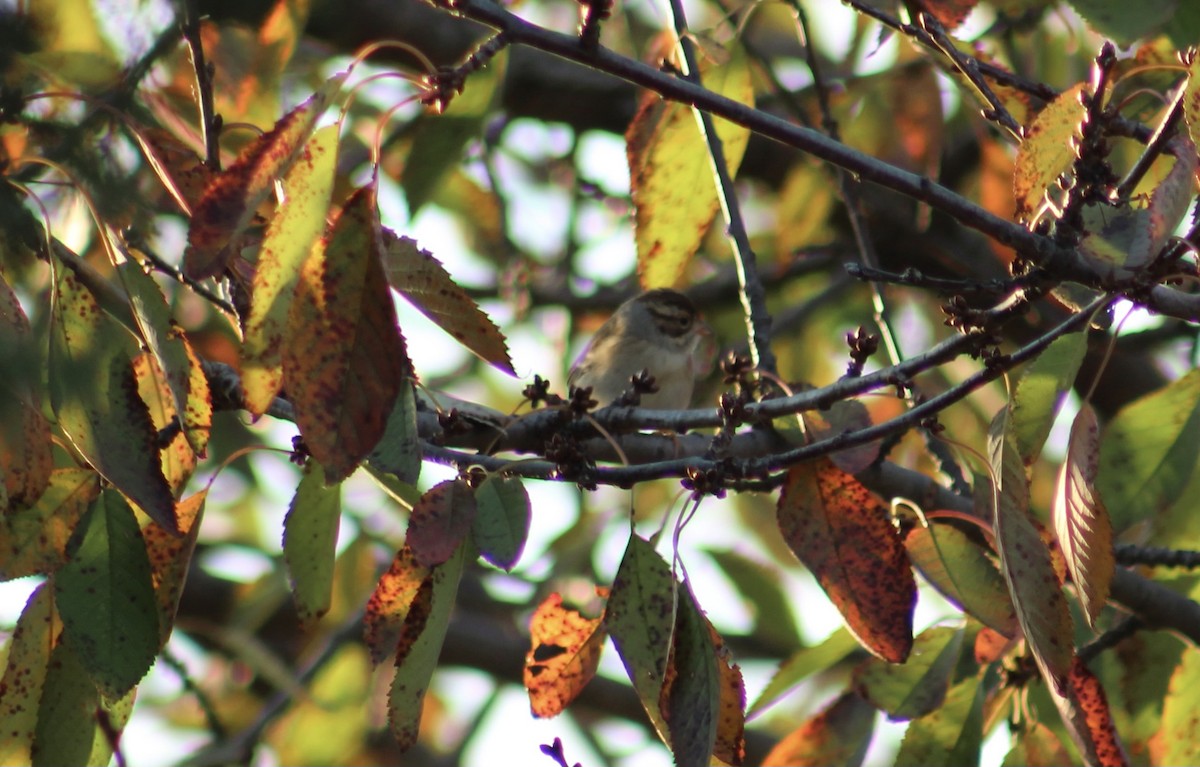 Clay-colored Sparrow - ML644570546