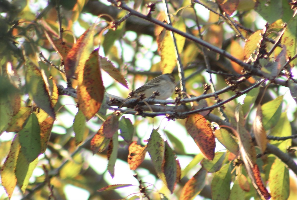 Clay-colored Sparrow - ML644570547