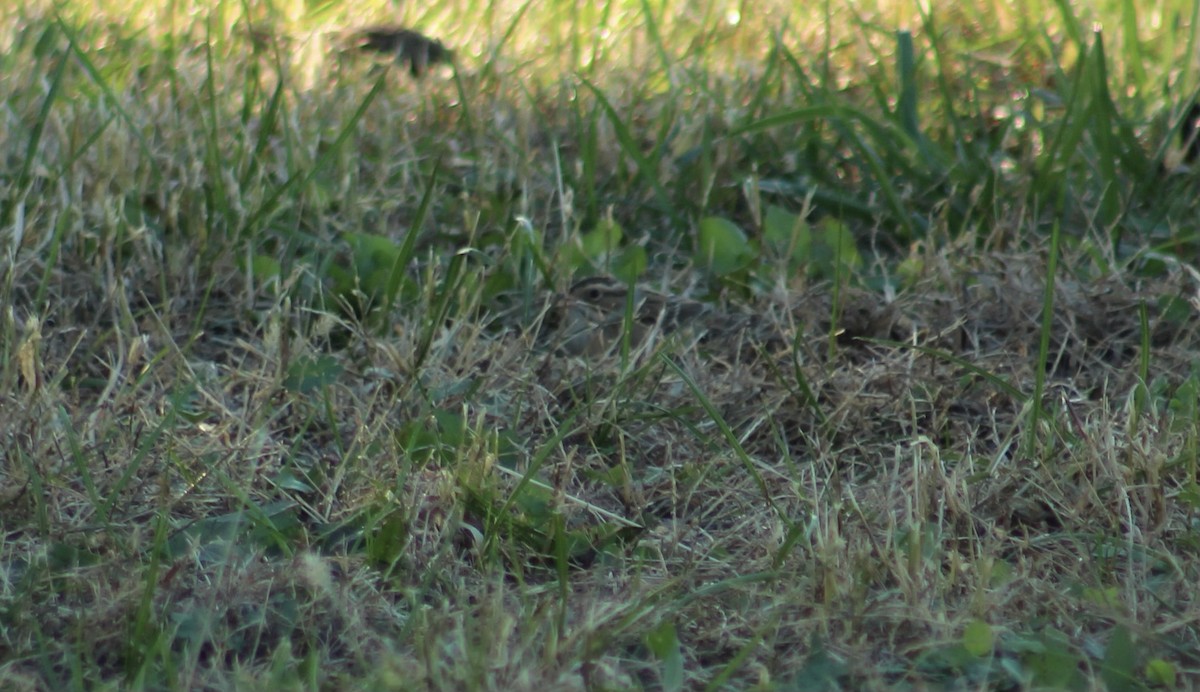 Clay-colored Sparrow - ML644570548