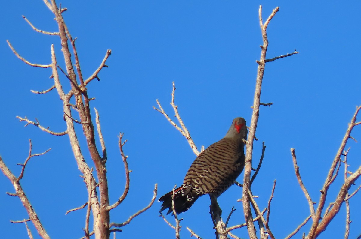 Northern Flicker (Yellow-shafted x Red-shafted) - ML644570549