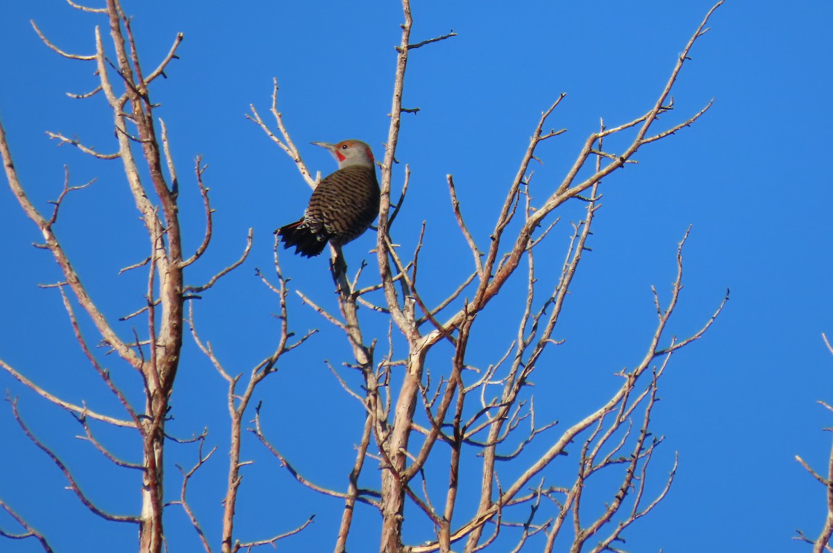 Northern Flicker (Yellow-shafted x Red-shafted) - ML644570550
