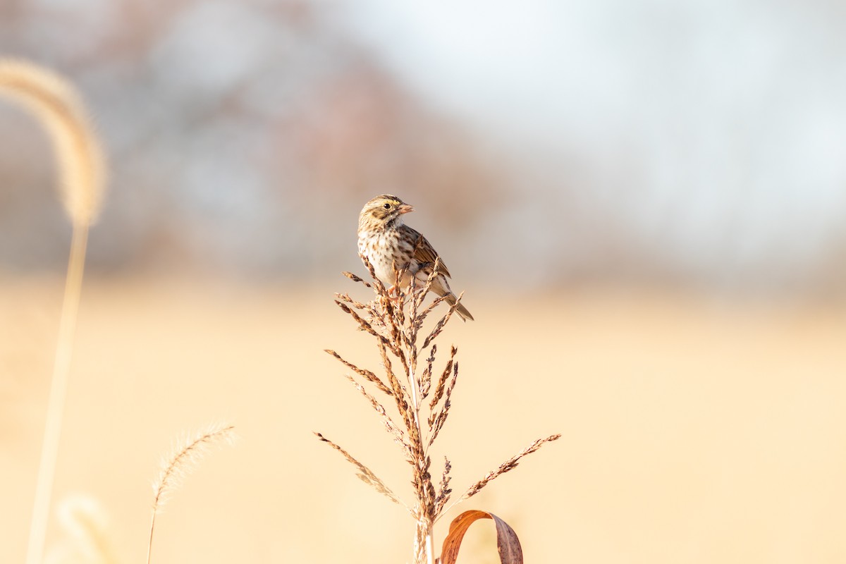 Пасовник савановий [група sandwichensis] - ML644570551
