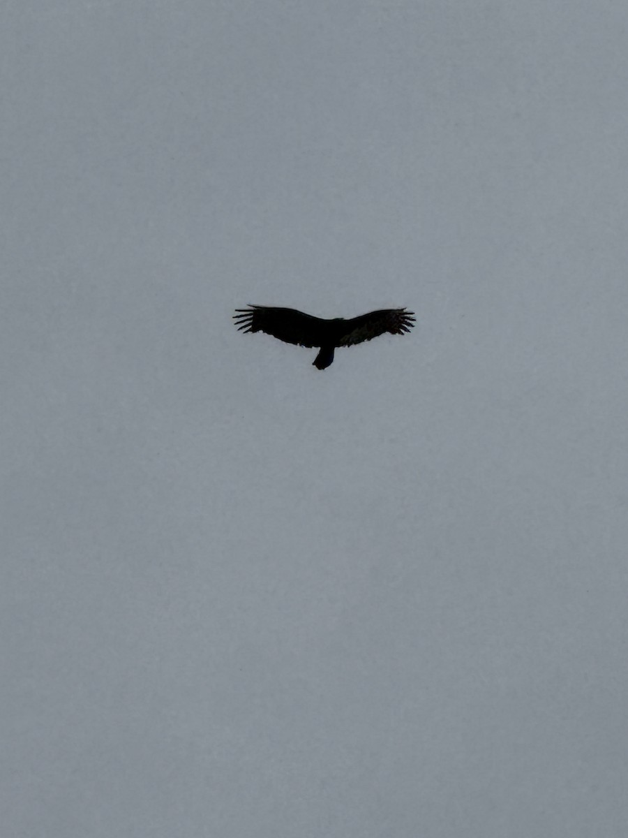 Urubu à tête rouge - ML644570555