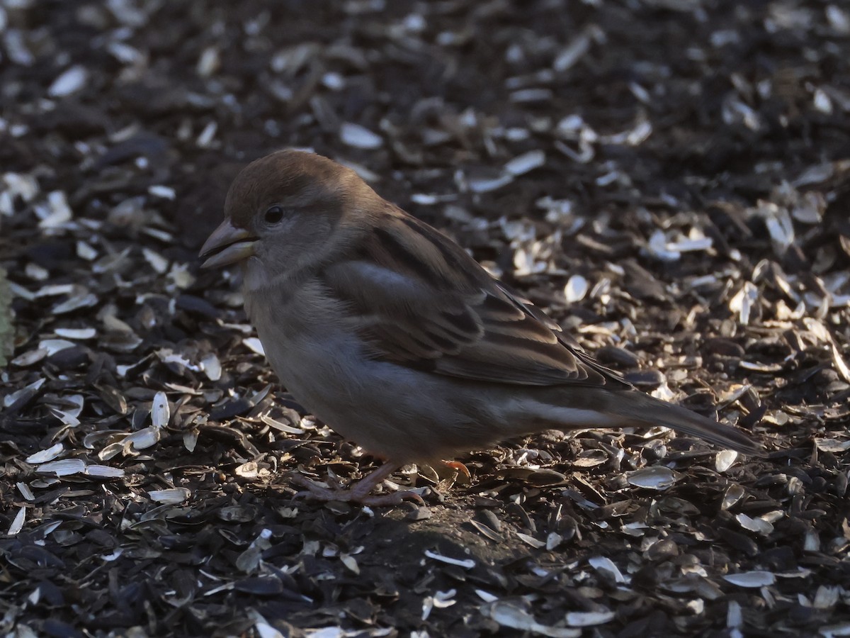 Haussperling - ML644570558