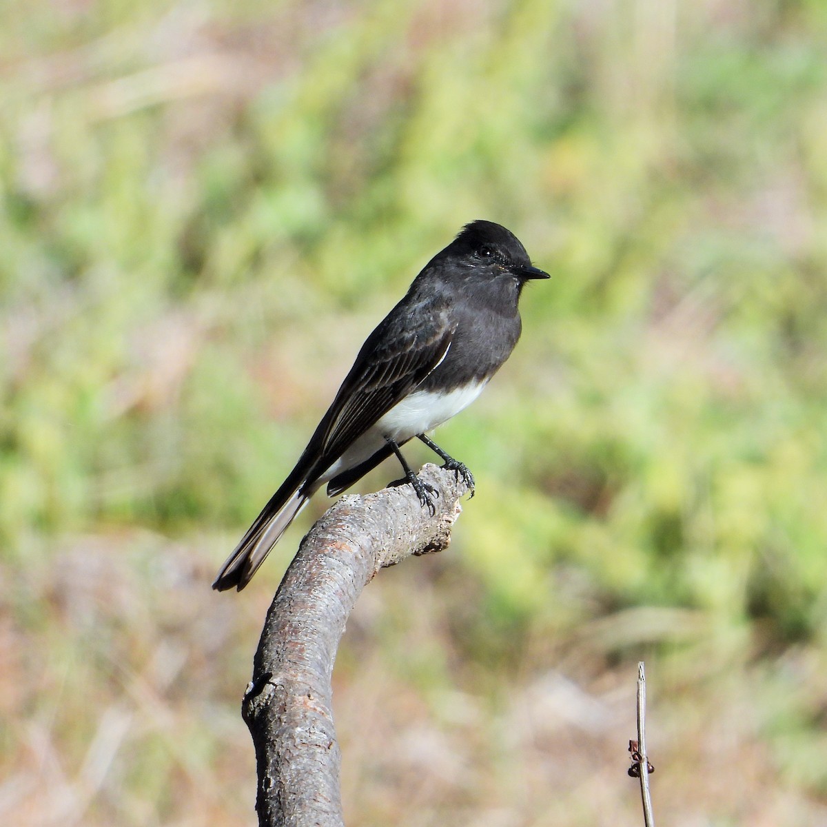 svartfibi - ML644570562