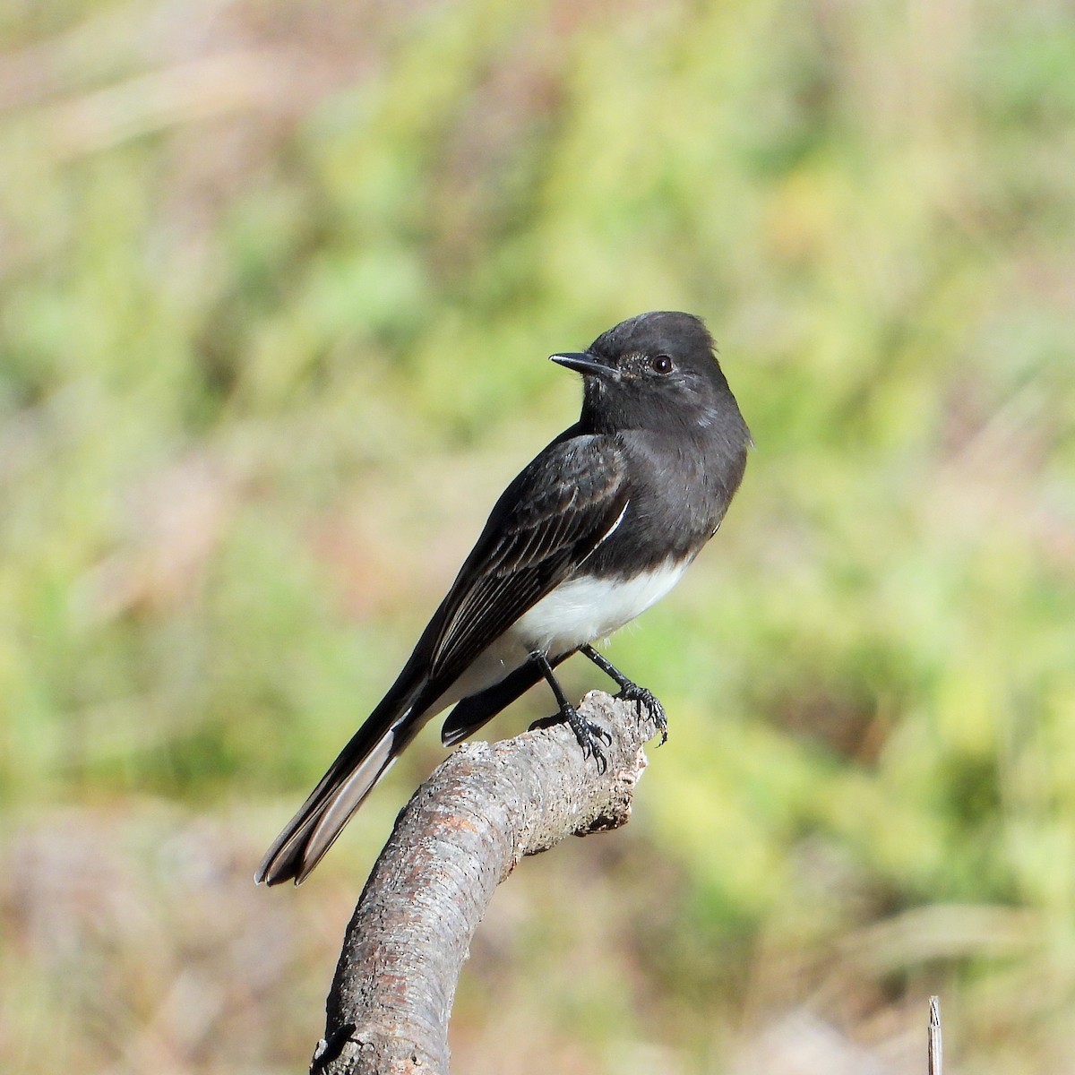 svartfibi - ML644570568