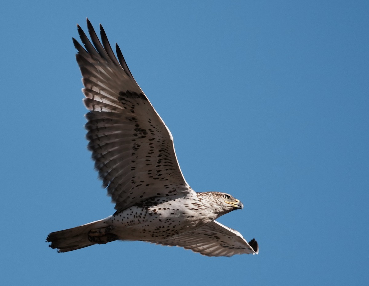 Ferruginous Hawk - ML644570573