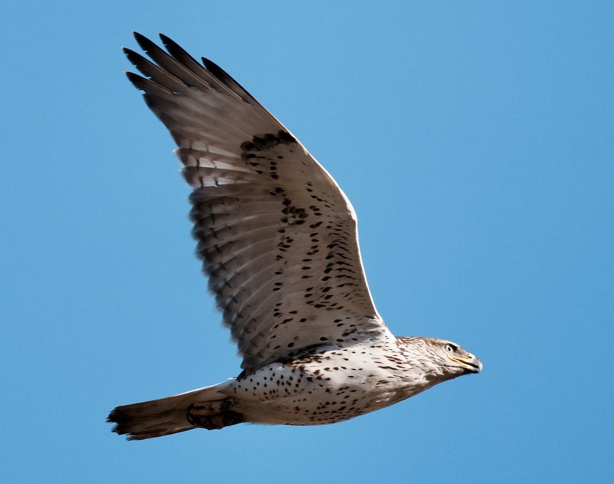 Ferruginous Hawk - ML644570574