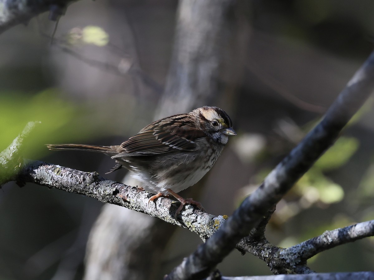 Weißkehlammer - ML644570575