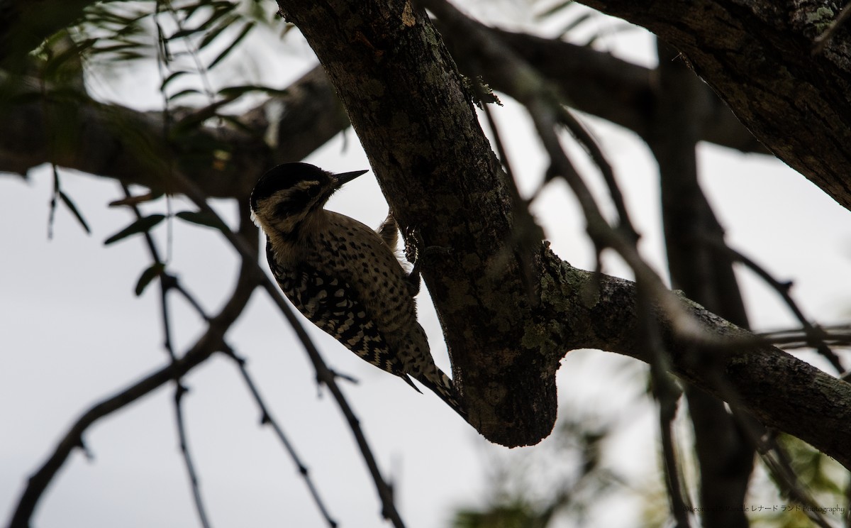 Texasspecht - ML644570576