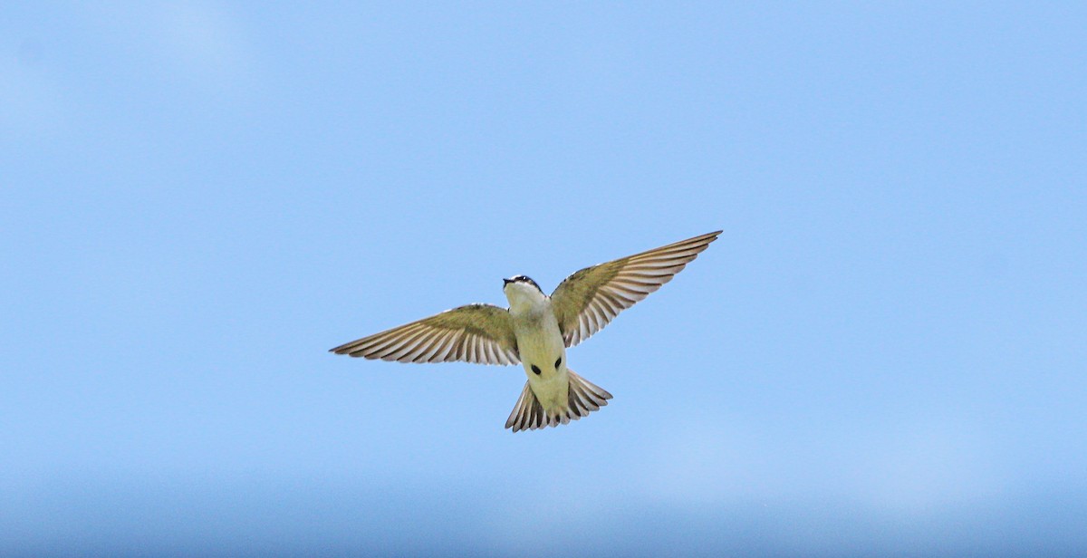 Mangrove Swallow - ML644570577
