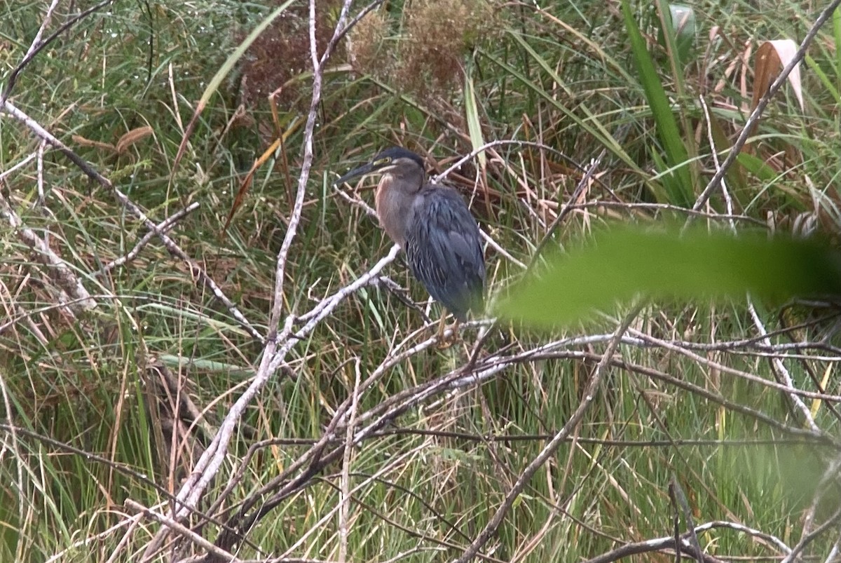 Striated Heron - ML644570578