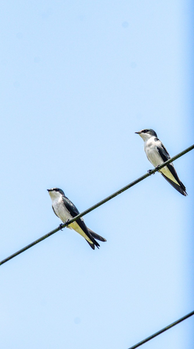 Mangrove Swallow - ML644570581