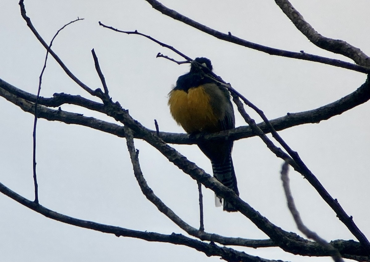 Gartered Violaceous Trogon - ML644570589