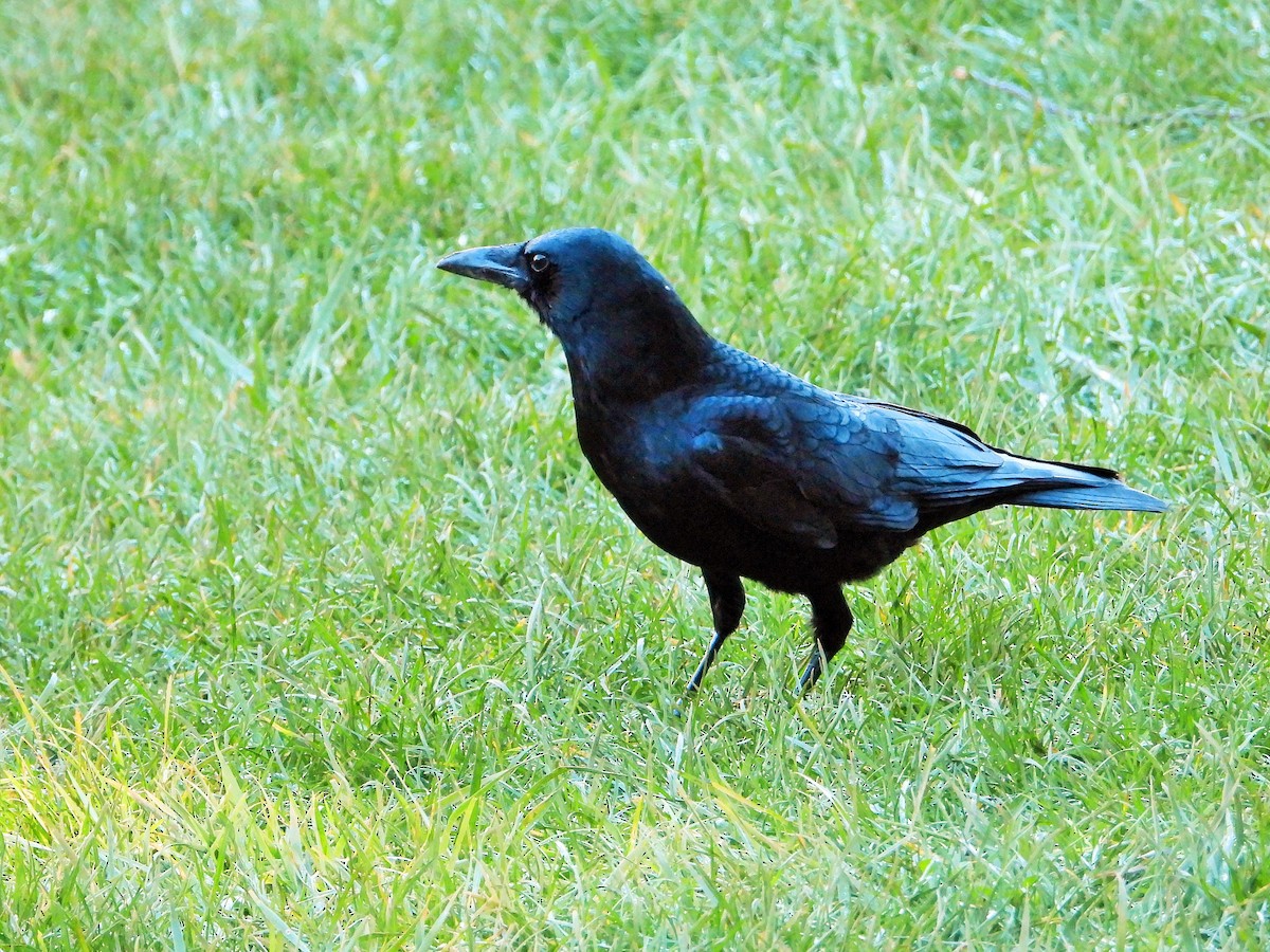 American Crow - ML644570592