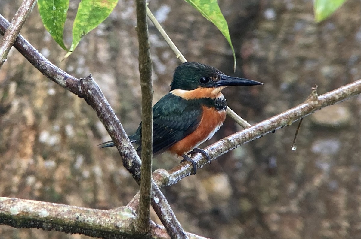 bronseisfugl - ML644570593