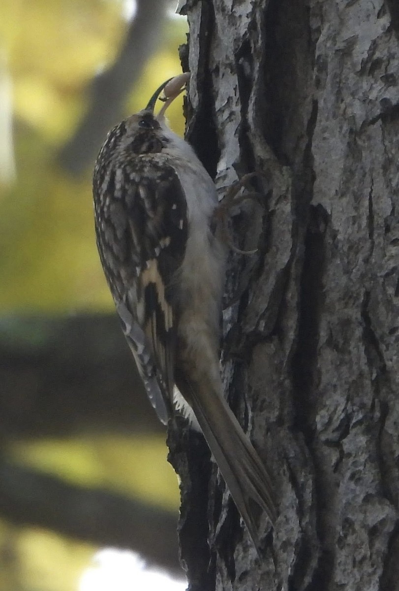 Brown Creeper - ML644570594