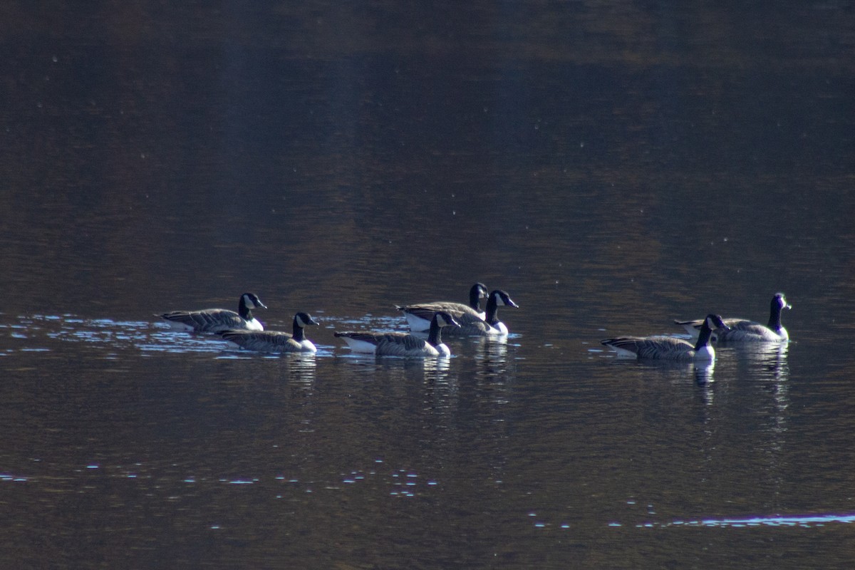 Казарка канадська - ML644570595