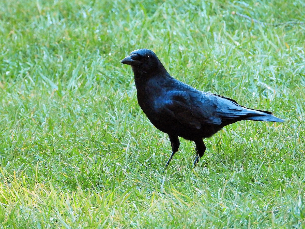 American Crow - ML644570599