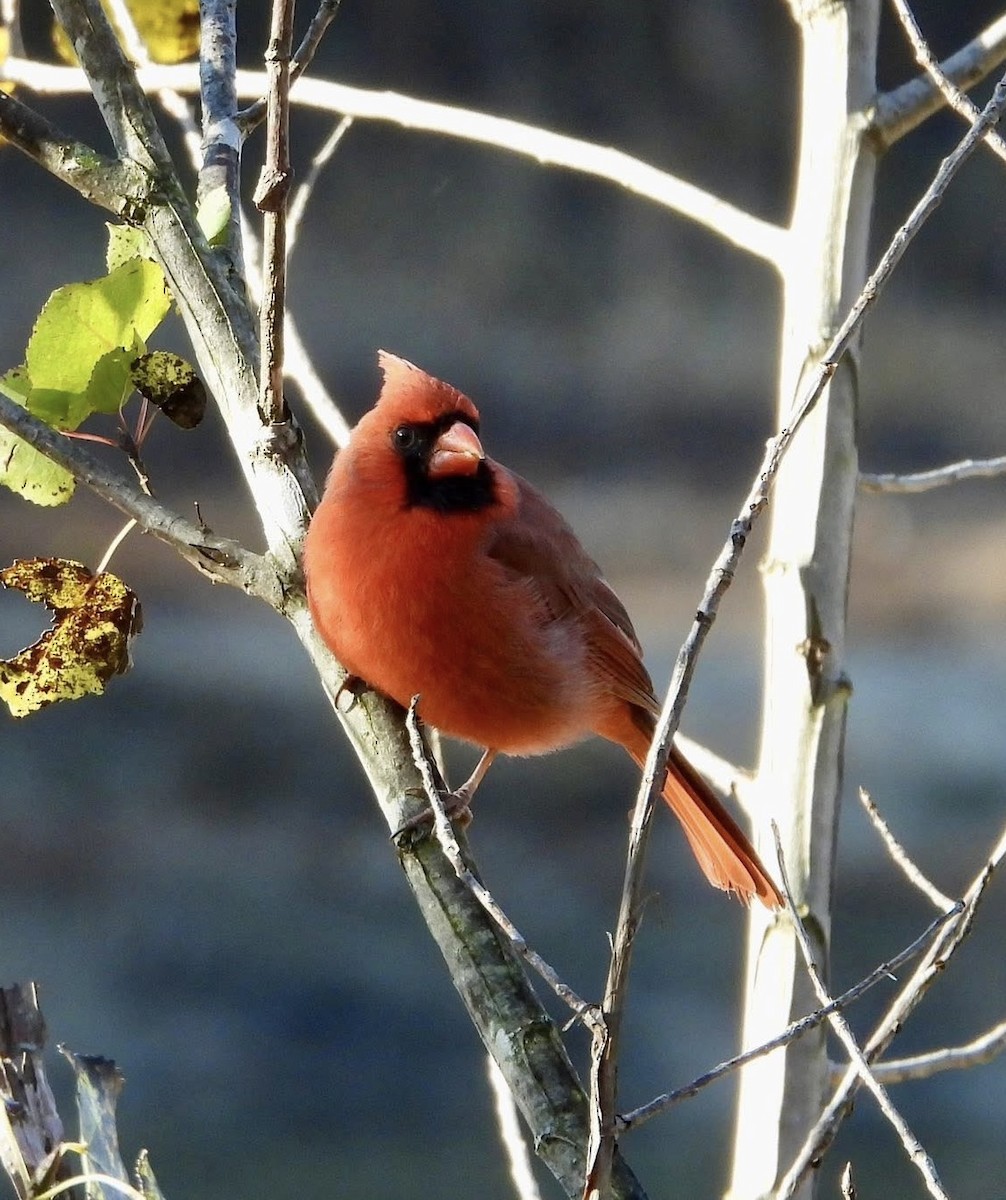 Kardinal arrunta - ML644570600