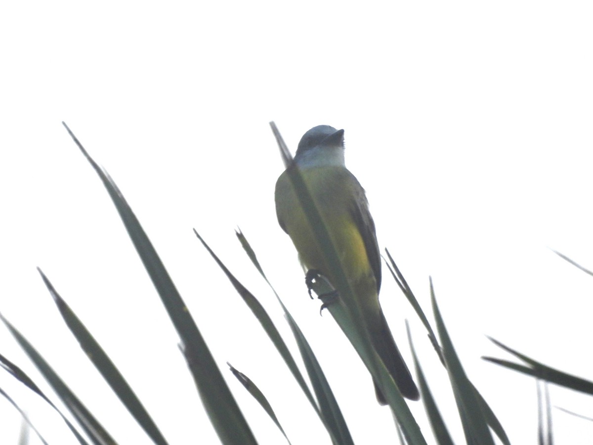 Tyran mélancolique - ML644570601