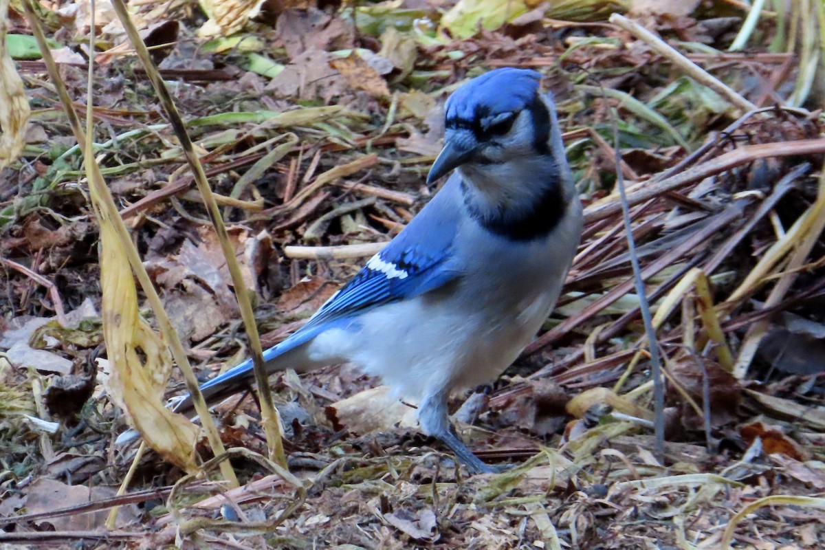 Geai bleu - ML644570605