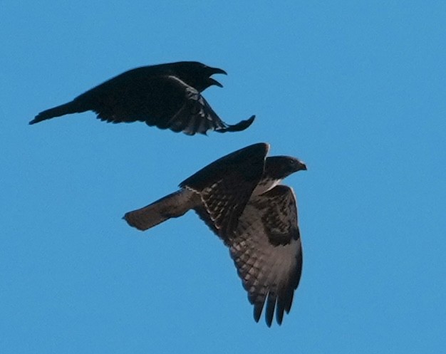 Ворон - ML644570606