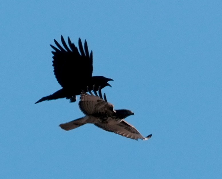 Ворон - ML644570607