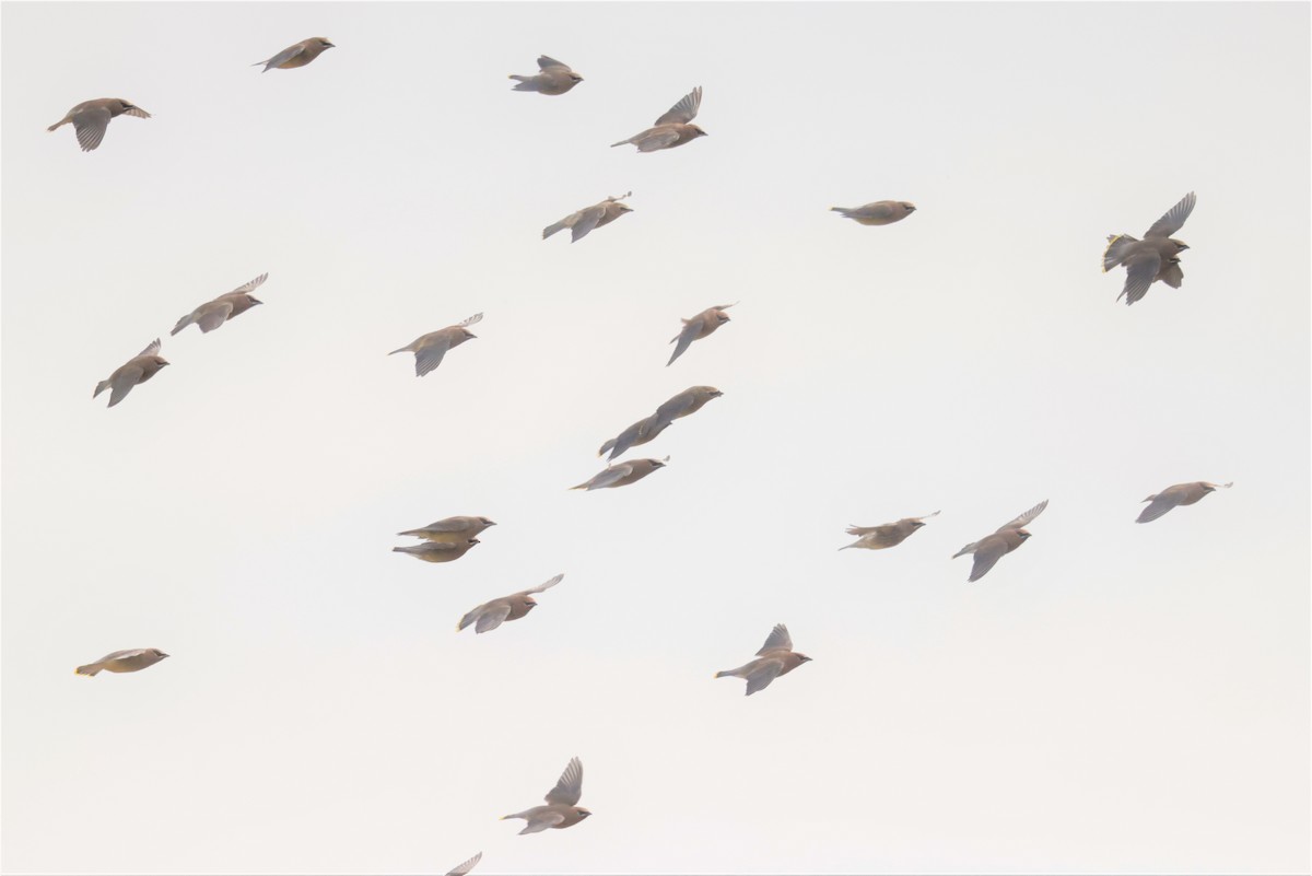 ヒメレンジャク - ML644570620