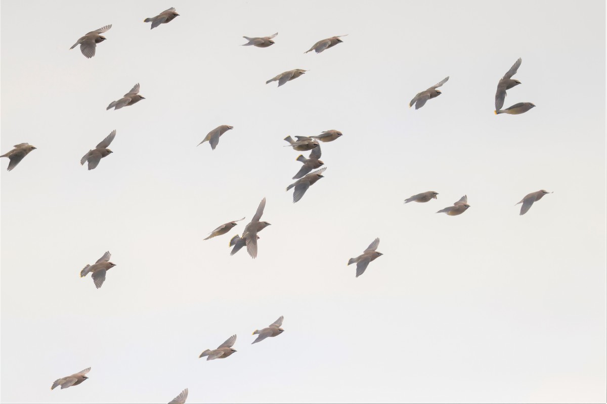 ヒメレンジャク - ML644570621