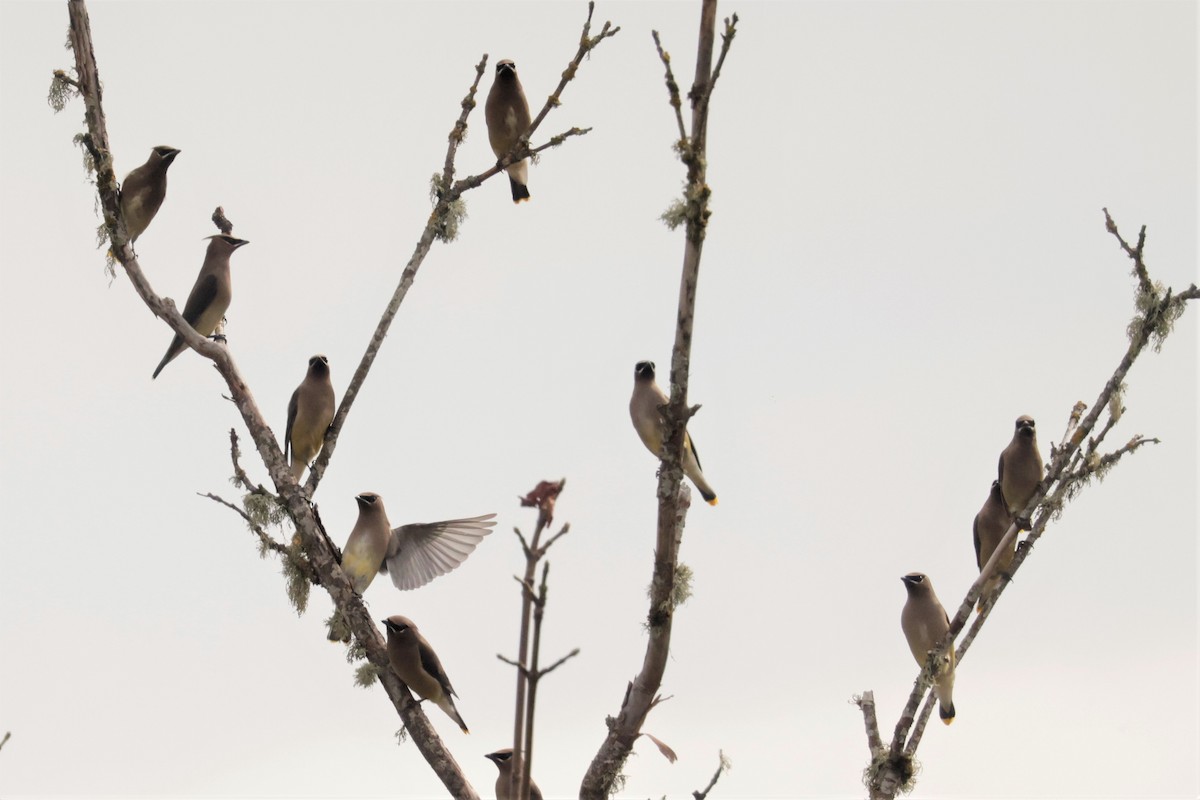 ヒメレンジャク - ML644570622