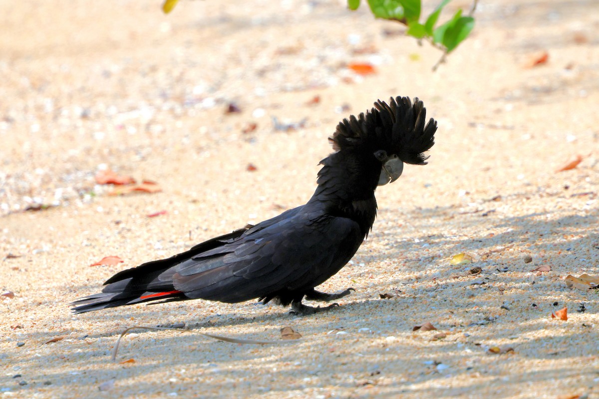 Cacatoès banksien - ML644570624