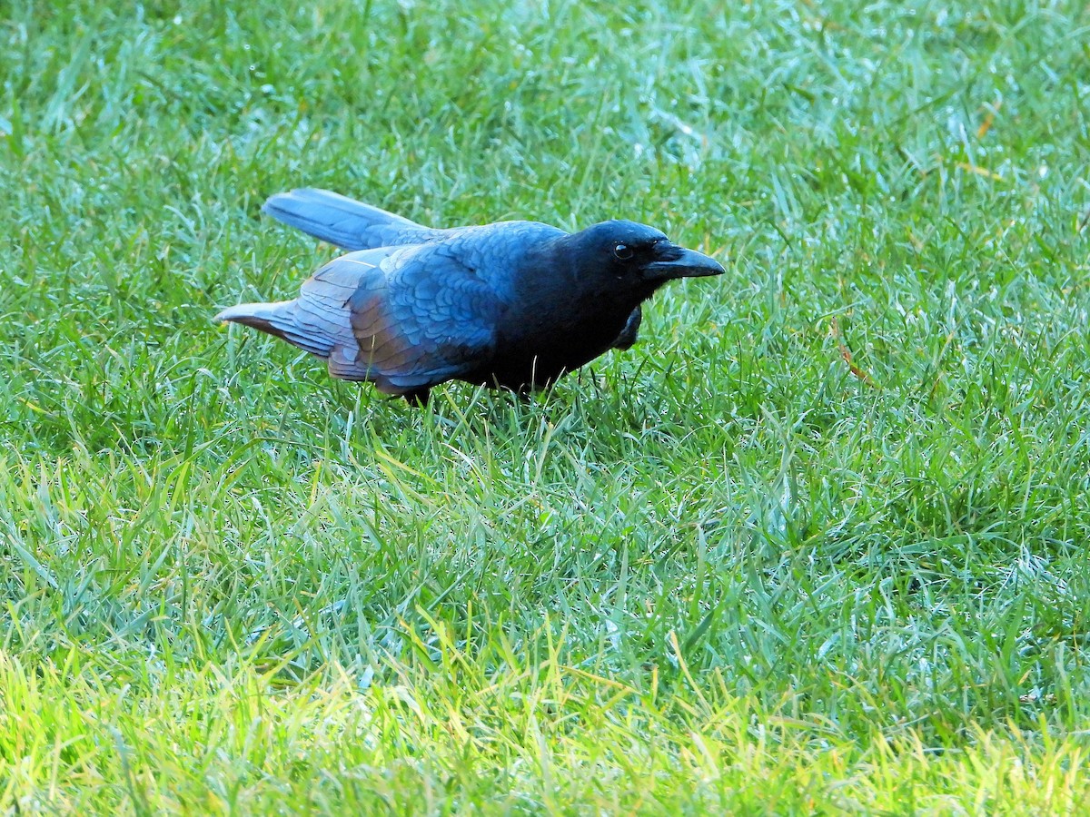American Crow - ML644570626