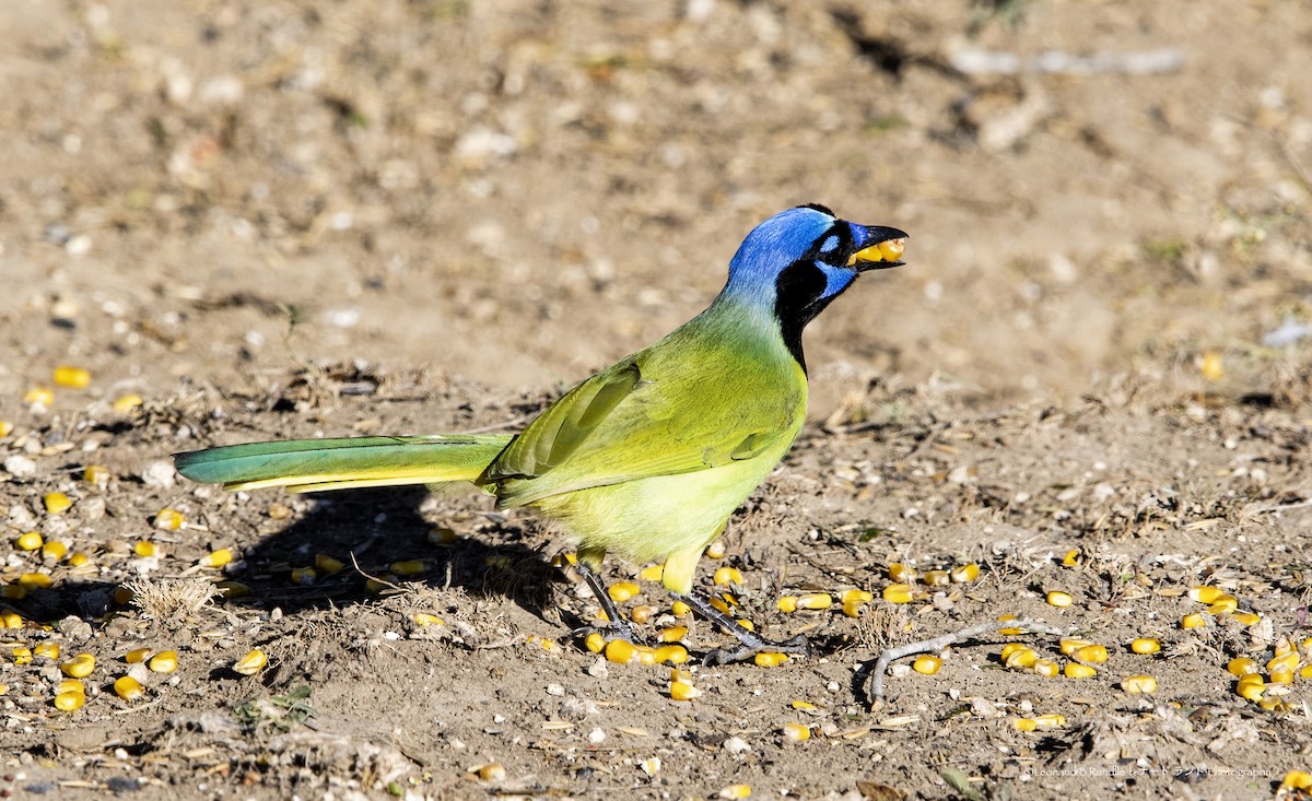 inkaskrike - ML644570628