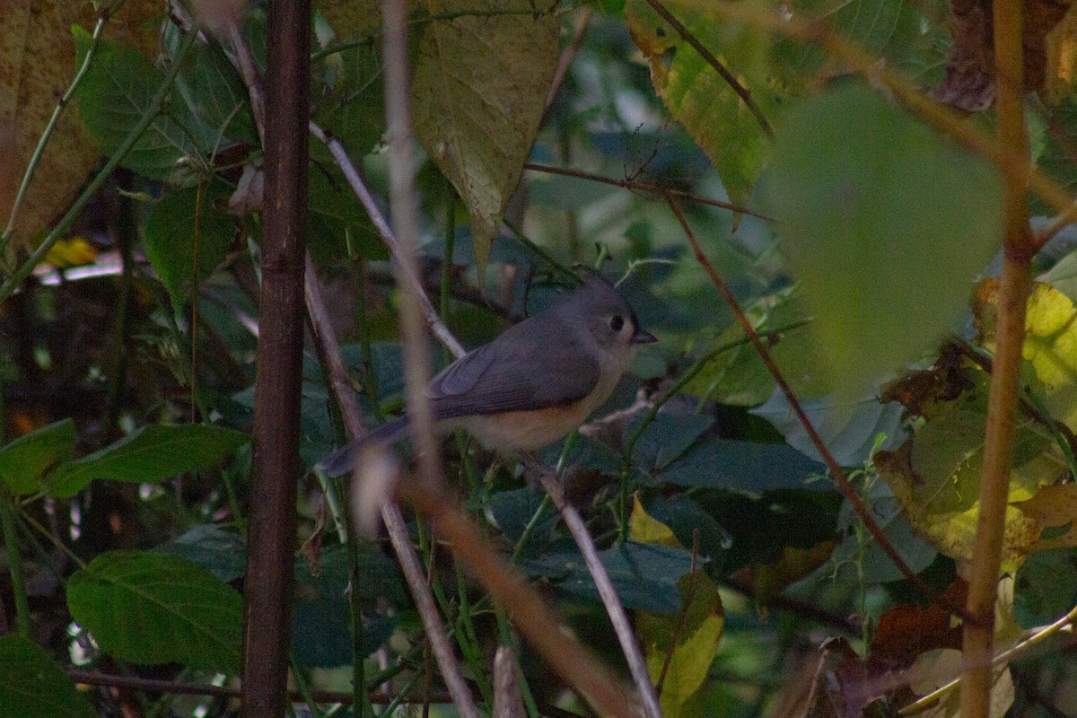 gråduskmeis - ML644570632