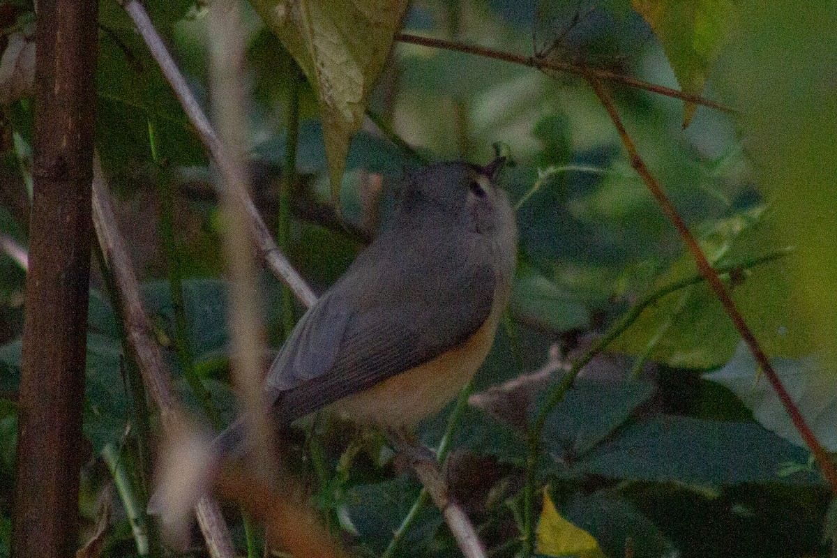 gråduskmeis - ML644570633