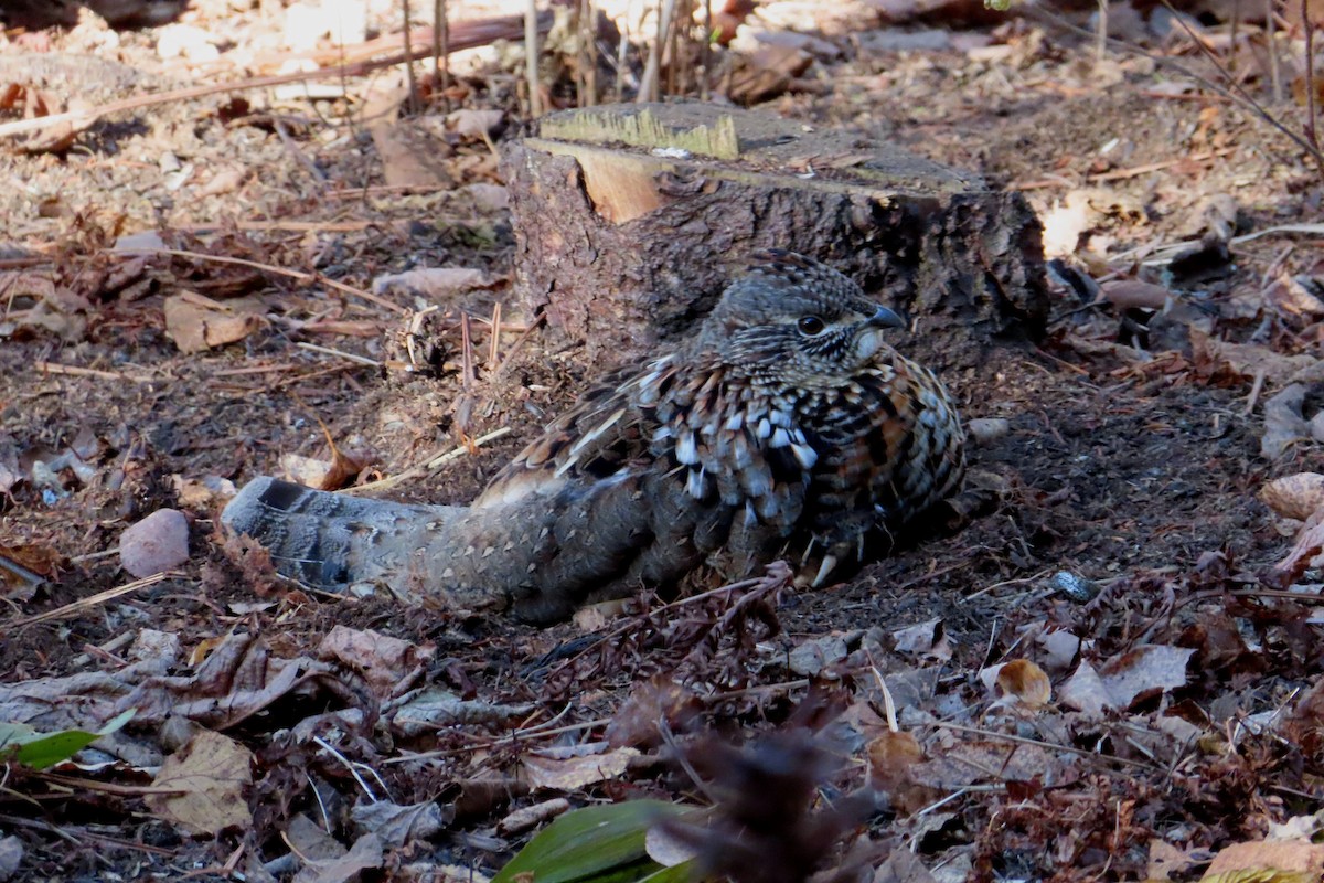 Ruffed Grouse - ML644570639