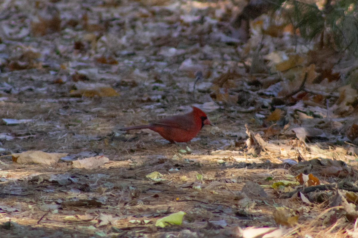 Kardinal arrunta - ML644570641