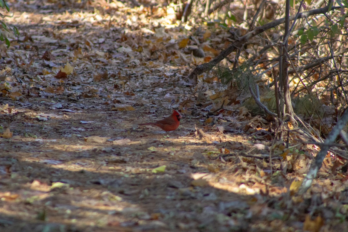 Kardinal arrunta - ML644570642