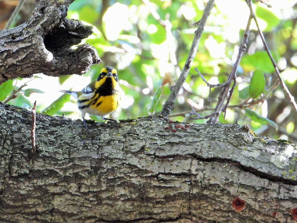 Пісняр-лісовик західний - ML644570656