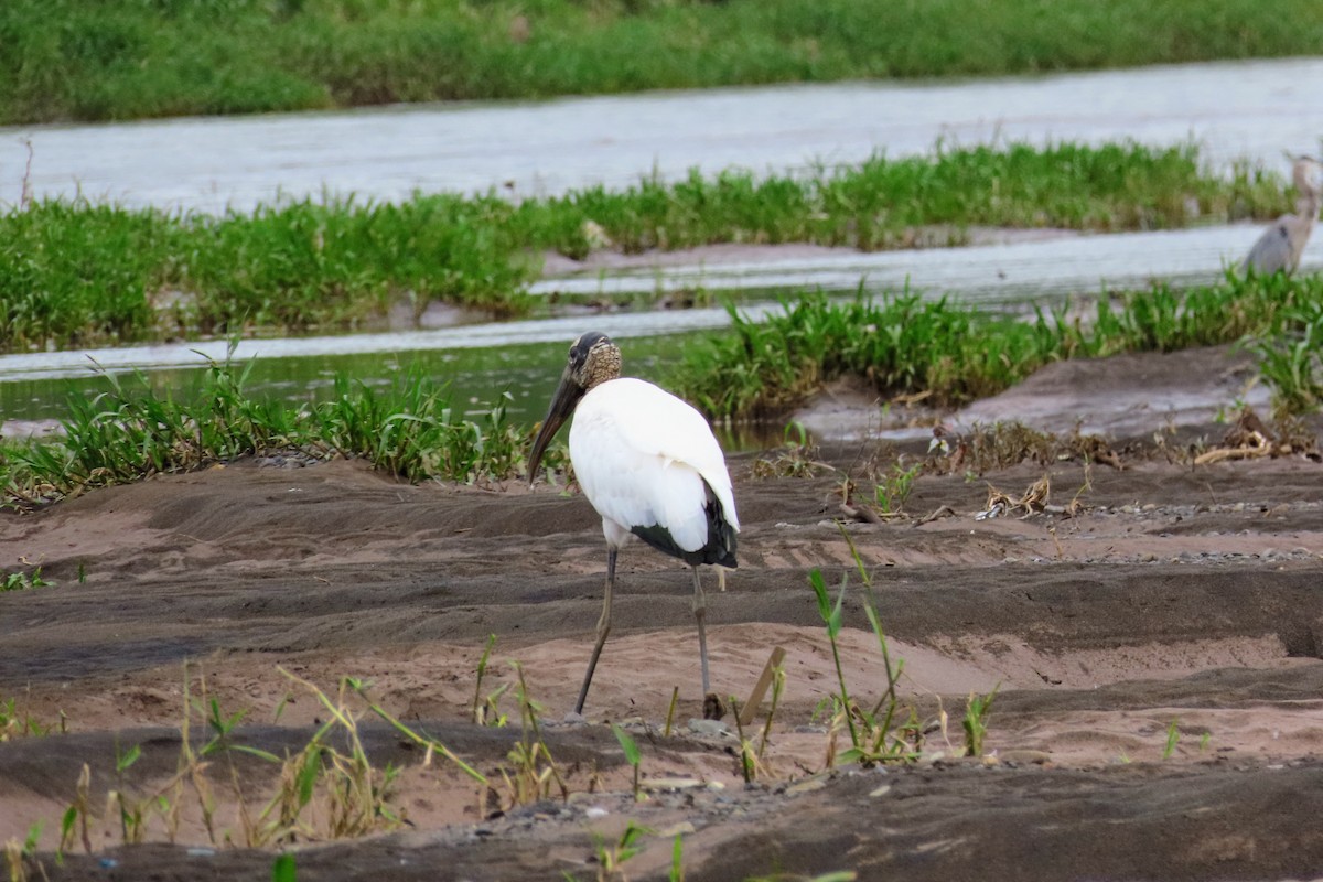 Wood Stork - ML644570659