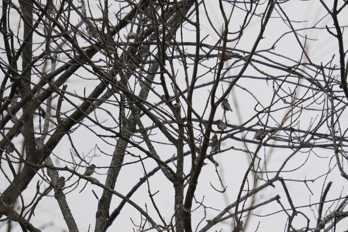 Омелюх американський - ML644570661