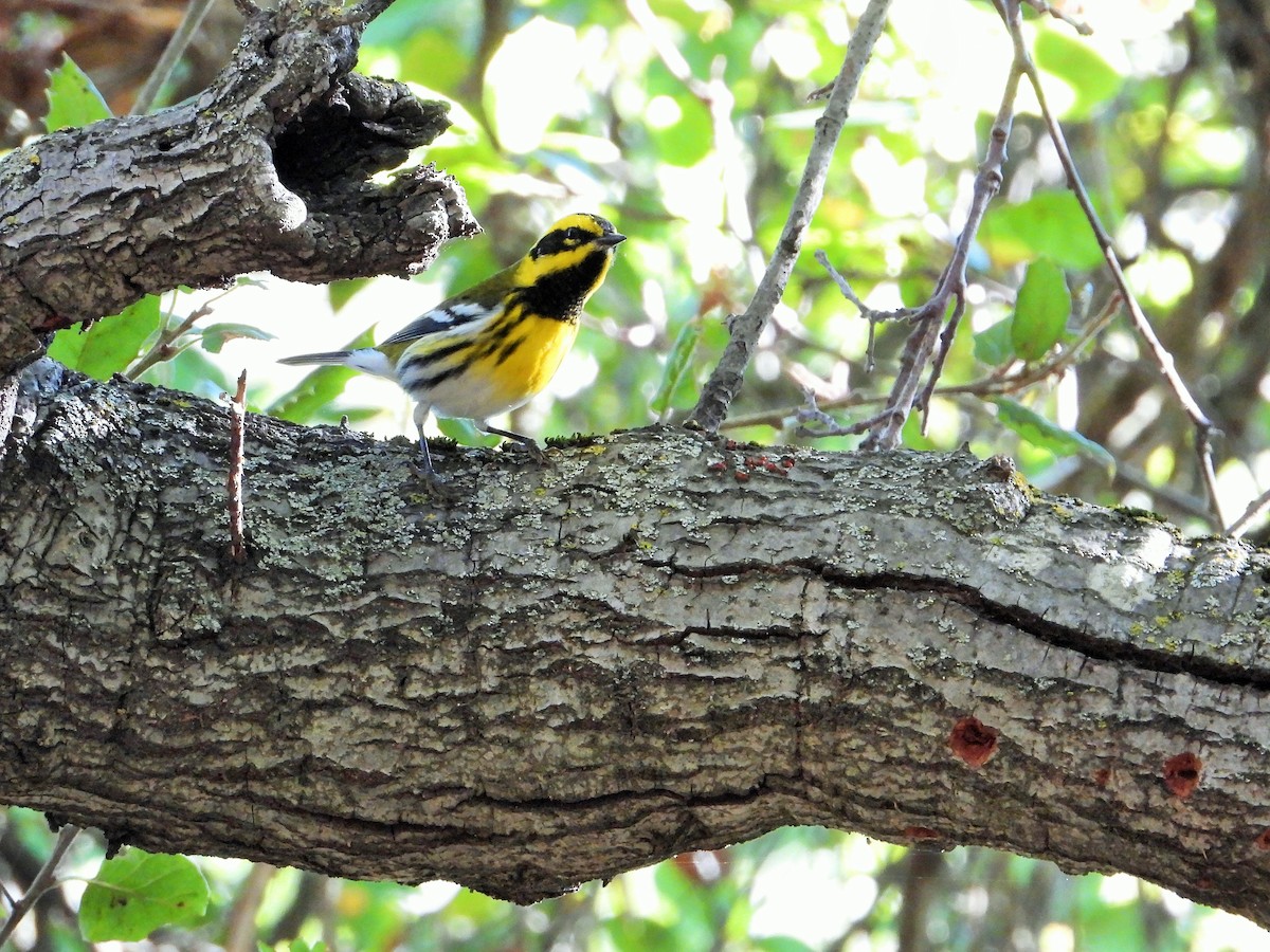 Пісняр-лісовик західний - ML644570664