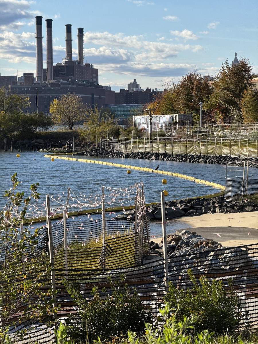 Double-crested Cormorant - ML644570665