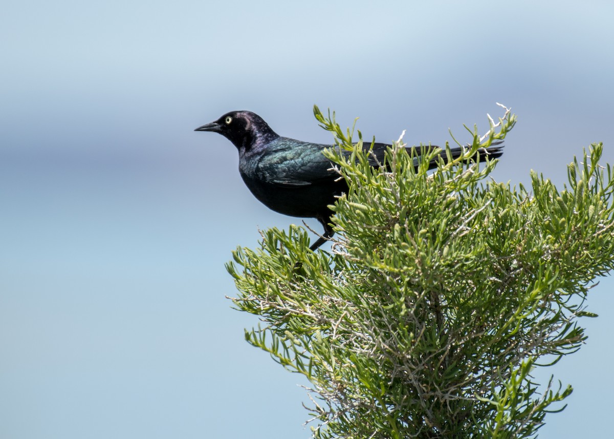 Brewer Karatavuğu - ML644570666