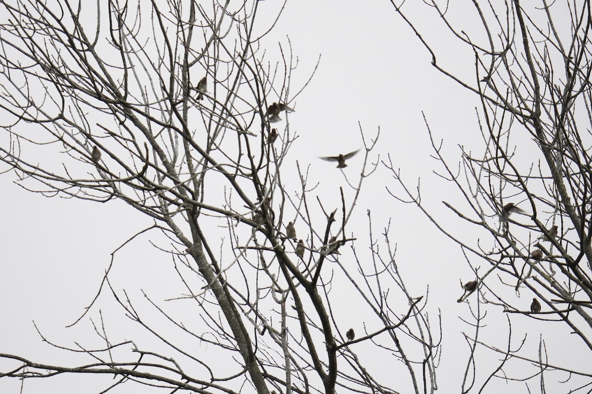 Омелюх американський - ML644570667