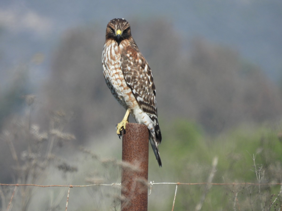 Red-shouldered Hawk - ML644570670