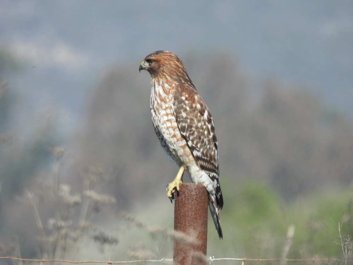 Red-shouldered Hawk - ML644570671